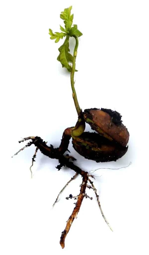 A sprouting oak acorn with its first root