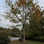 A swamp white oak tree in fall