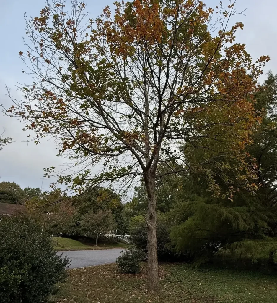 A swamp white oak tree in fall