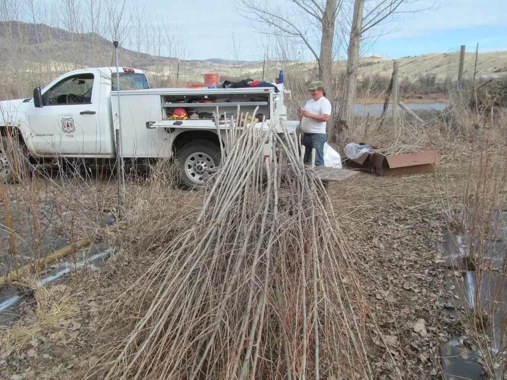 A technician harvesting willow cuttings for planting