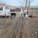A technician harvesting willow cuttings for planting