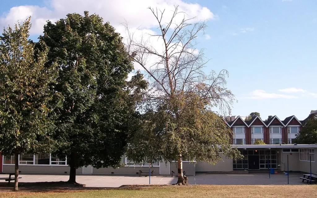 A tree with healthy lower branches and a bare, leafless crown