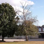 A tree with healthy lower branches and a bare, leafless crown