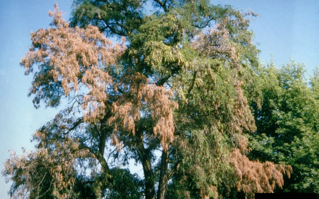 A tree with one side of its crown wilted and brown from verticillium wilt