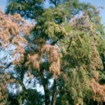 A tree with one side of its crown wilted and brown from verticillium wilt