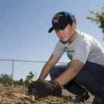 A volunteer kneeling to plant and mulch a young tree