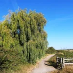 A weeping willow beside a footpath under a blue sky