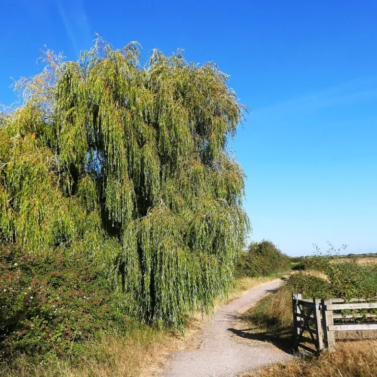 A weeping willow beside a footpath under a blue sky