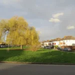 A weeping willow growing beside a suburban road and houses
