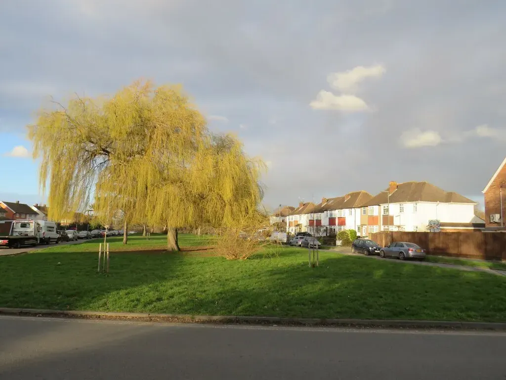 A weeping willow growing beside a suburban road and houses