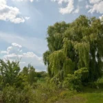 A white willow in full summer leaf