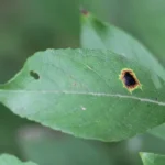 A willow leaf with a dark fungal leaf spot