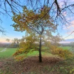 A young oak tree in autumn colour in an open field