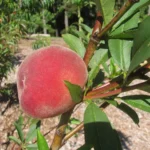 A young peach tree carrying ripening fruit