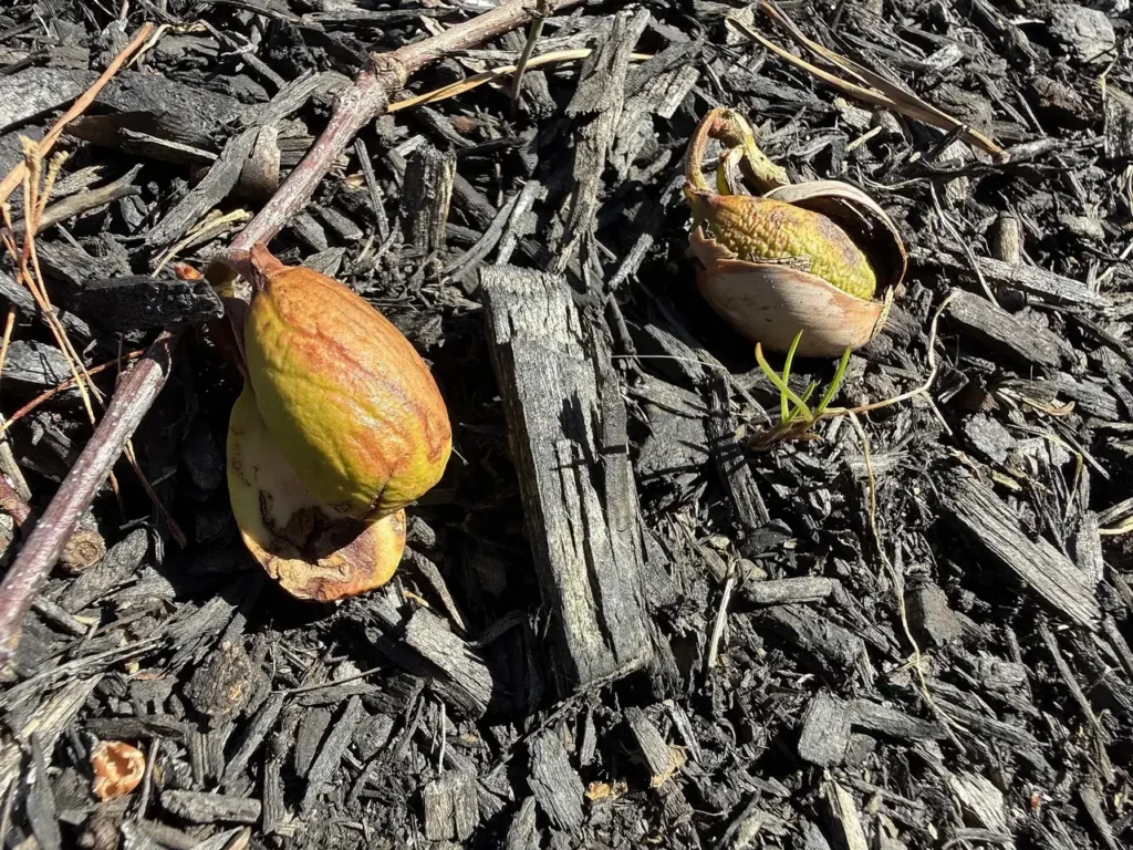 Acorns germinating on the ground in early spring