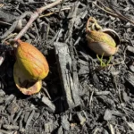 Acorns germinating on the ground in early spring