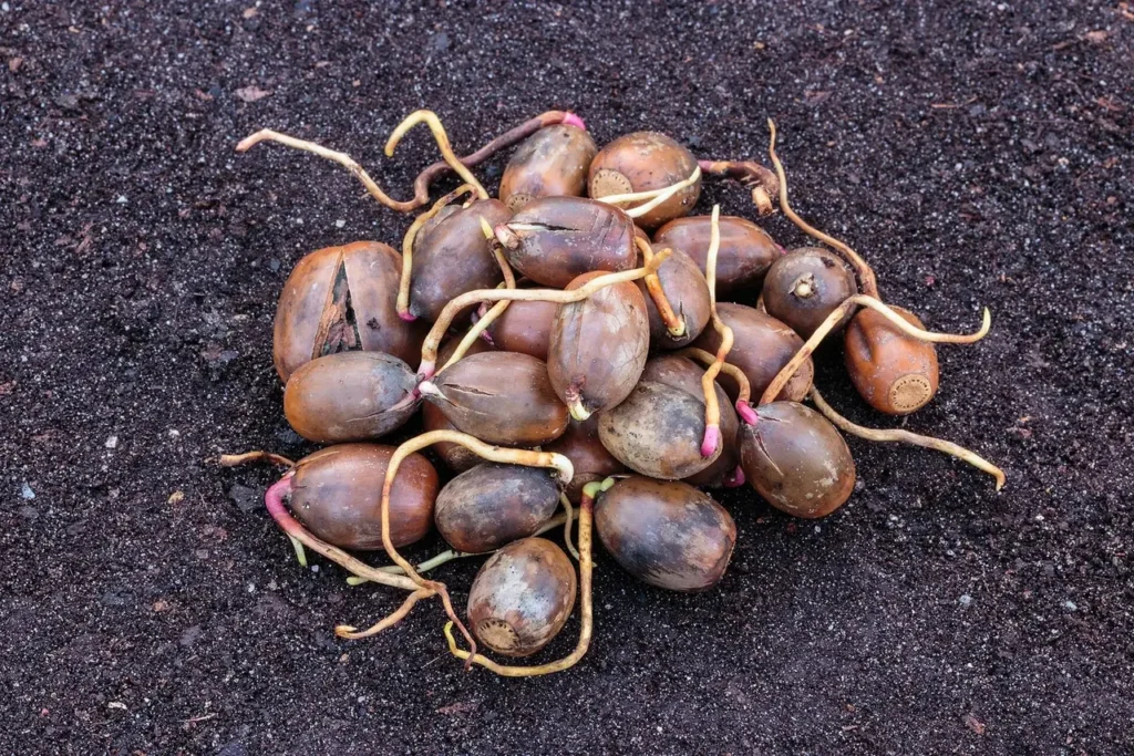 Acorns with newly emerged roots on the ground