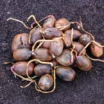 Acorns with newly emerged roots on the ground