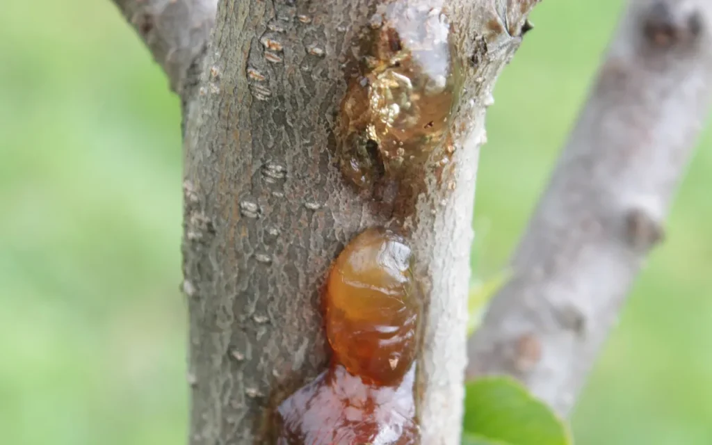 Amber gum oozing from the bark of a young peach tree