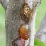 Amber gum oozing from the bark of a young peach tree