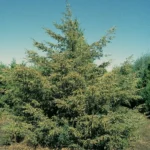 An eastern red-cedar growing in the open