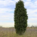 An eastern red-cedar juniper growing in an open field