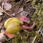 An English oak acorn that has sent out its first root