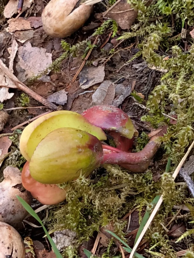 An English oak acorn that has sent out its first root