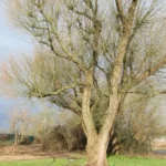 An old willow tree with a thick, aged trunk