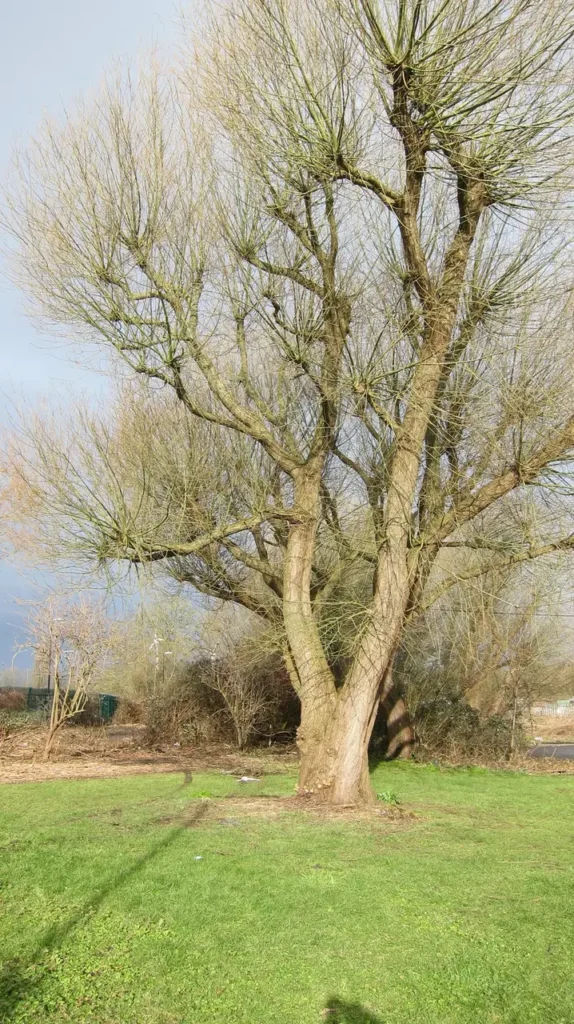 An old willow tree with a thick, aged trunk
