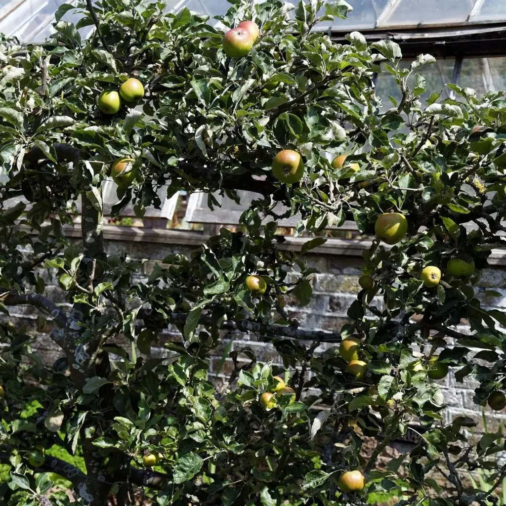Apple tree trained flat against a wall as an espalier