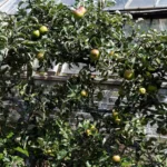 Apple tree trained flat against a wall as an espalier