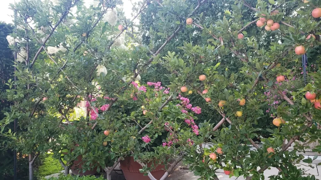 Apple tree with ripening fruit trained along a garden fence