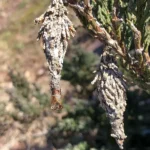 Bagworm cases hanging from juniper foliage