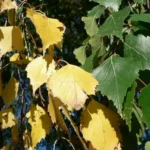 Birch leaves fading to yellow-green