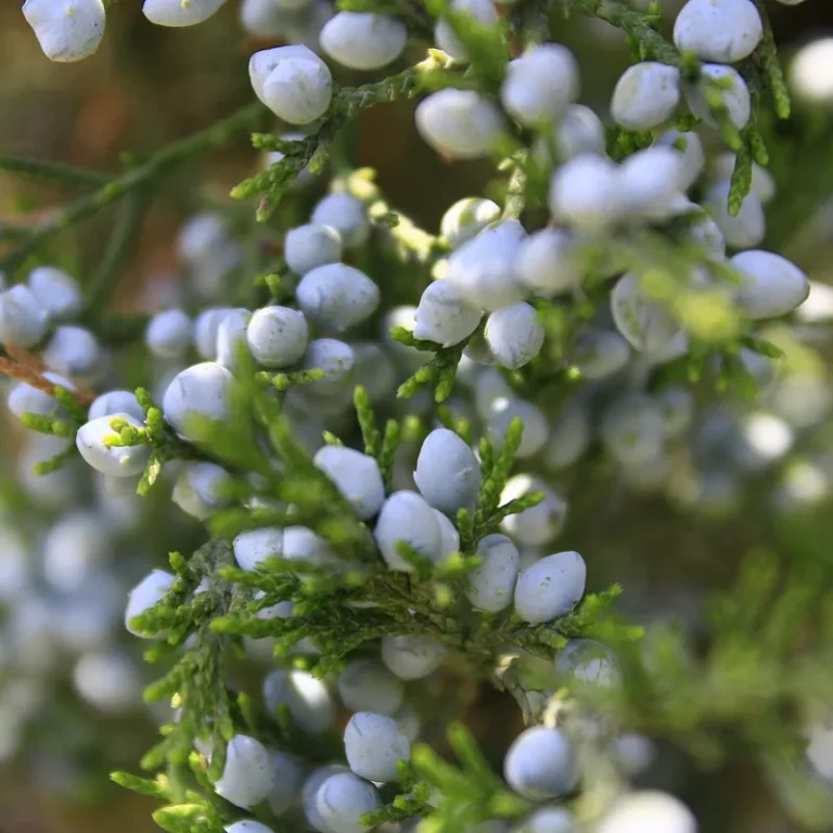 Blue juniper berries on an evergreen branch
