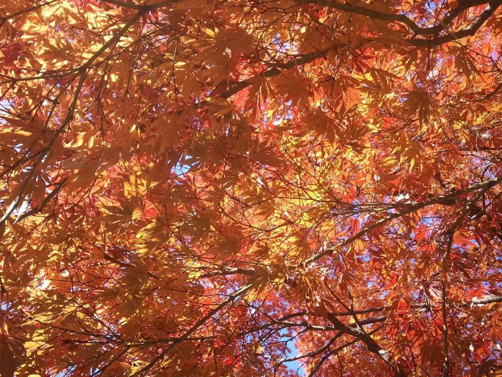 Bright red autumn leaves of a Japanese maple