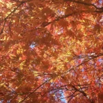 Bright red autumn leaves of a Japanese maple