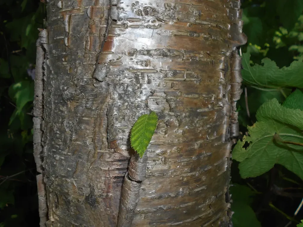 Bronze, slightly peeling bark of a yellow birch with long horizontal lenticels