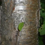 Bronze, slightly peeling bark of a yellow birch with long horizontal lenticels