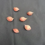 Cleaned peach stones ready for chilling