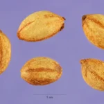 Cleaned seeds of flowering dogwood