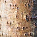 Close-up of an aspen trunk, smooth bark marked with dark diamond-shaped lenticels