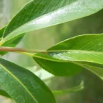 Close-up of long, narrow willow leaves on a twig