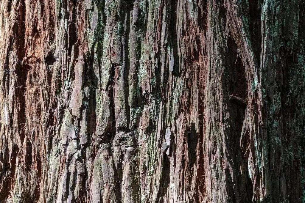 Close-up of the fibrous, red-brown bark of a coast redwood