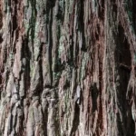 Close-up of the fibrous, red-brown bark of a coast redwood
