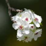 Close-up of white flowering pear blossoms