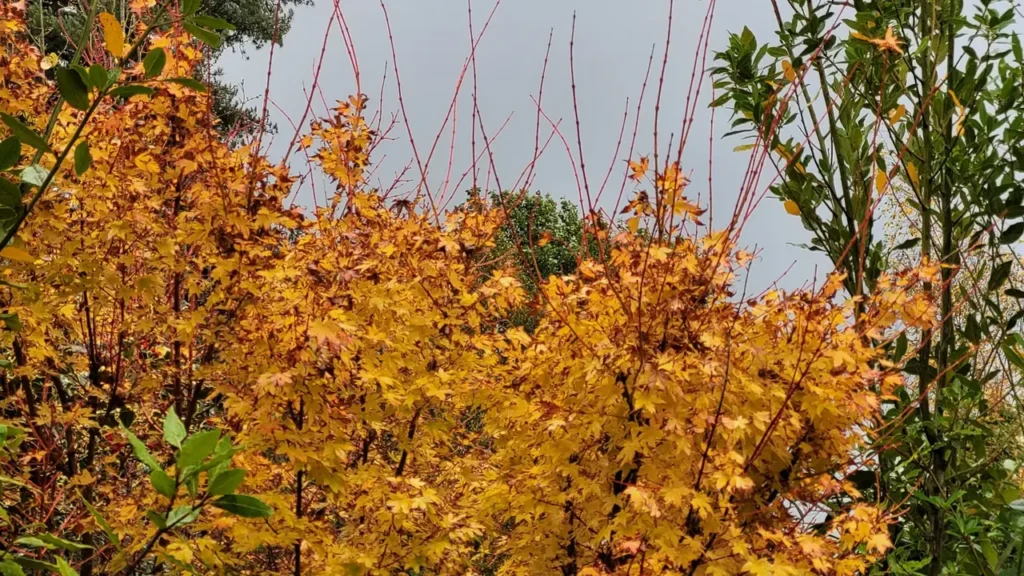 Coral bark maple 'Sango Kaku' with bright red young stems
