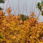 Coral bark maple 'Sango Kaku' with bright red young stems