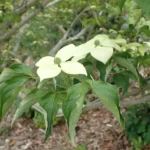 Creamy white kousa dogwood blooms among green leaves